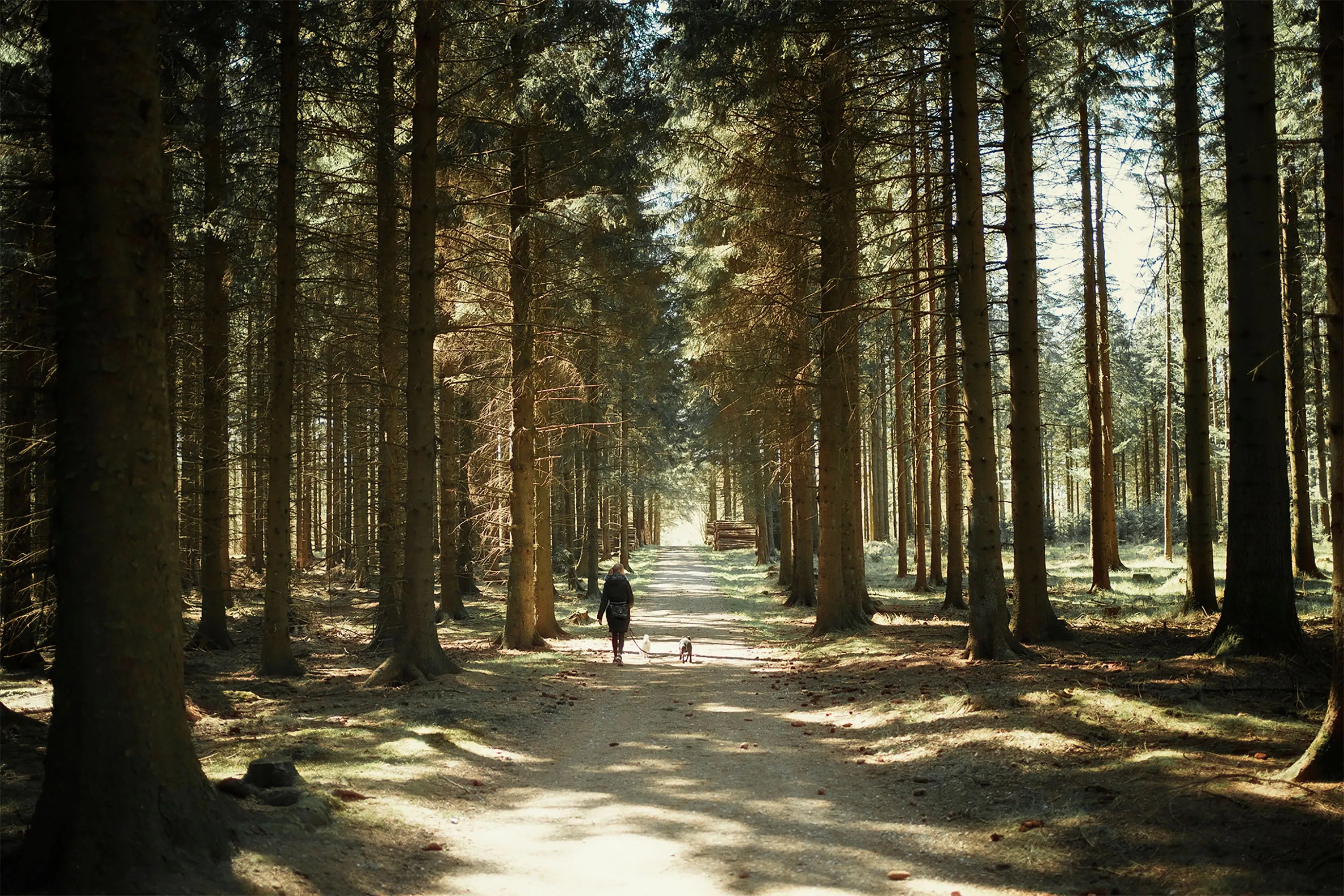 A person walking dogs along a sunlit woodland path