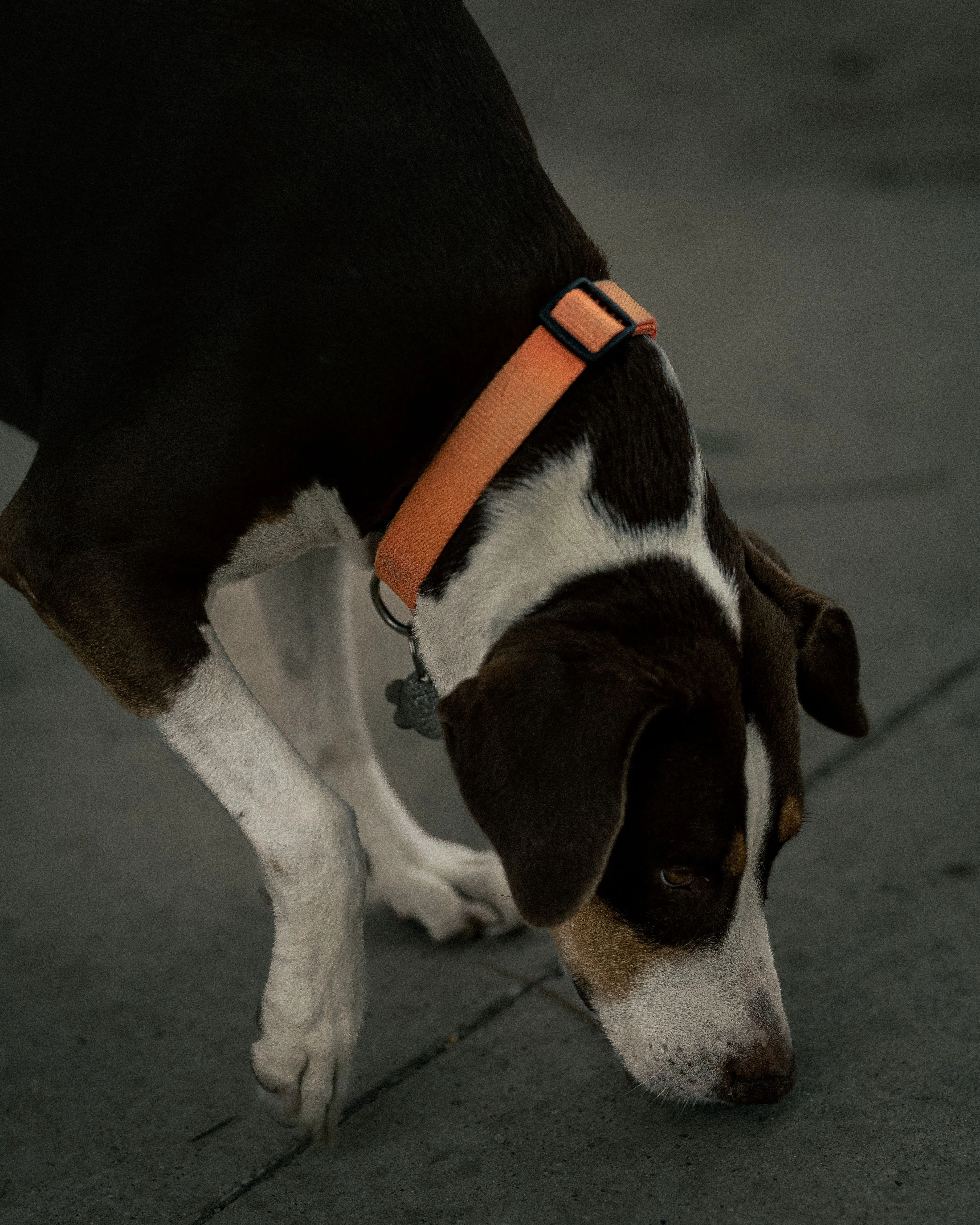 A beagle following a scent outdoors